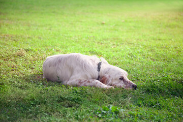 A white setter lies on the green grass in the shade and looks at the camera. Close-up