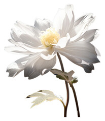 PNG Modern vast flower blossom petal.