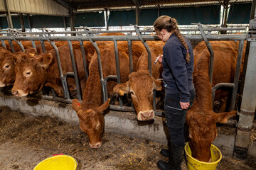 Campagne de vaccination contre la FCO (fièvre catarrhale bovine). Elève stagiaire de lycée agricole en train de vacciner une vache limousine avec le vaccin de la marque Bluevac.. Décembre 2024