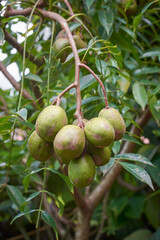 bunch of ambarella fruits hanging from branch, june plum or golden apple in soft focus and blurry outdoor background