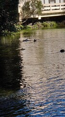 The murmur of a river
