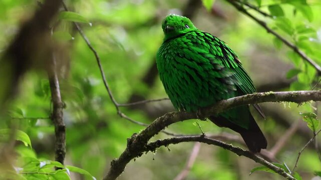 Nature wildlife Whitehead's Broadbill bird endemic of Borneo perching on a branch