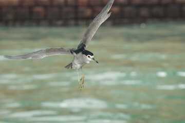 A photo of a Black-Crowned Night Heron bird in flight.