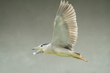 A photo of a Black-Crowned Night Heron bird in flight.