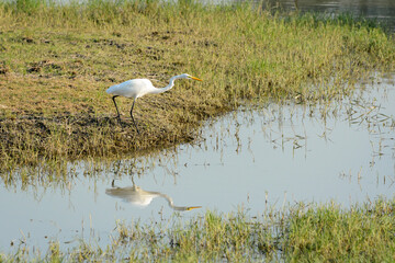 A photo of a Great Egret bird.
