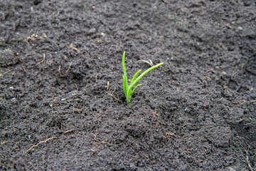 The first spring garlic sprout in the field. A young green plant in the garden.