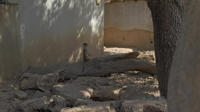 Curious meerkat stands alert on a log, observing its surroundings before venturing down to explore the rocky terrain of its enclosure at the sigean african reserve