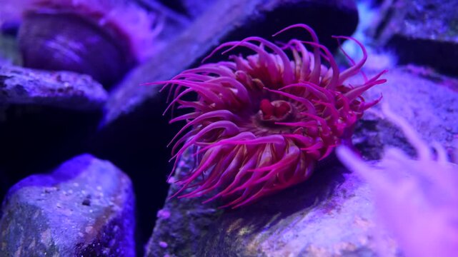 Nature wildlife footage of Beadlet Anemone on deep sea