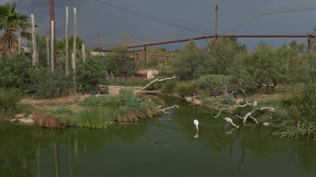Several yellow billed storks are standing in a pond surrounded by lush vegetation, under a cloudy sky, at the reserve africaine de sigean in france