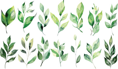 Set of green watercolor leaves on isolated background. Green leaf branches collection. Watercolor floral set. Leaf branches for greetings, fashion, eucalyptus, olive, cloth, print, invitation, card
