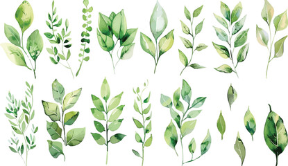 Set of green watercolor leaves on isolated background. Green leaf branches collection. Watercolor floral set. Leaf branches for greetings, fashion, eucalyptus, olive, cloth, print, invitation, card
