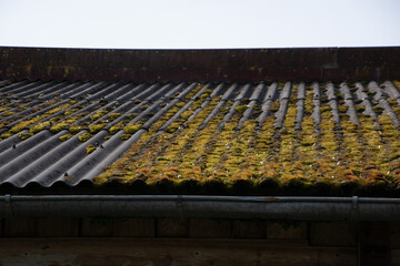 corrugated iron roof overgrown with moss Example of unkempt and weathered
