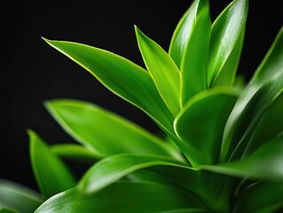 Obraz premium vibrant green leaves on a dark background