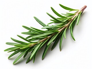 Fototapeta premium Rosemary Sprig, Isolated White Background, Low Light Photography, Culinary Herb
