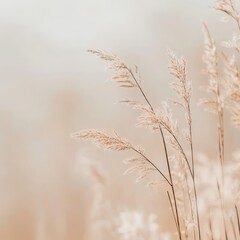 Fototapeta premium Close-up of golden grasses in a serene, blurred setting, capturing the essence of tranquility and nature's beauty.