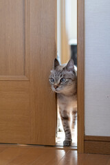 ドアのすき間を通る猫　シャムトラ猫