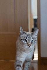 ドアのすき間を通る猫　シャムトラ猫