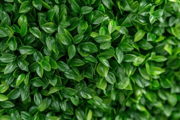 Fototapeta premium lush green artificial boxwood hedge background texture
