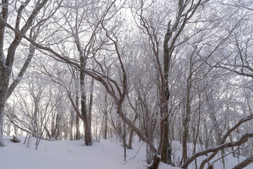 美しい霧氷の森