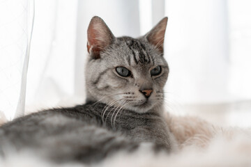 窓辺でくつろぐ可愛い猫　サバトラ猫