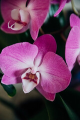 Obraz premium Pink flower and leaves of the phalaenopsis orchid in a flower pot on the windowsill in the house. Care of a houseplant.
