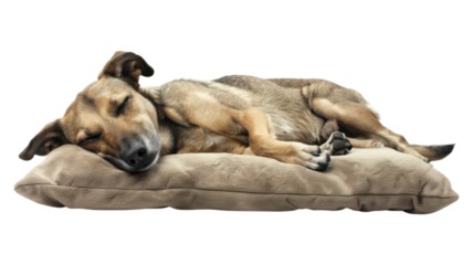 A serene image of a dog stretched out on a plush cushion sleeping peacefully in a cozy home setting