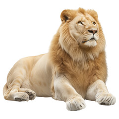 Obraz premium Majestic lion resting on transparency background, showcasing its powerful presence and beautiful mane. This captures essence of strength and grace in animal kingdom