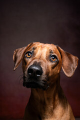 Hundeblick eines braunen Hundes. Rhodesien Ridgeback