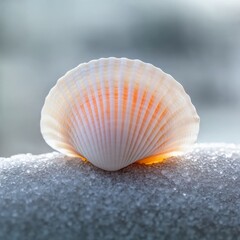 a delicate seashell rests on a bed of sparkling frost, creating a beautiful contrast between warm and cool tones.