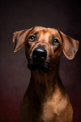 Rhodesien Ridgeback Porträt auf dunklem Hintergrund. Haustier und Jagdhund