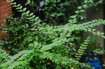 Background of fresh green acacia leaves