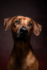 schönes Hundeportait. Hundeblick eines Rhodesien Ridgeback. Brauner Hund