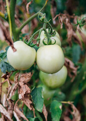 Beds with green tomatoes and dried leaves. A greenhouse with tomato bushes. Agricultural industry. Drought.