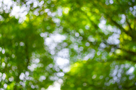 Leaf blurred background. Green leaf on blurred greenery background. Bokeh summer nature background. Green nature. Green leaf in forest. Leaves blurred backdrop. Green leaf background.