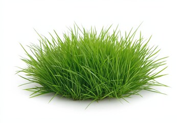 Obraz premium a clump of fresh green grass isolated on a white background