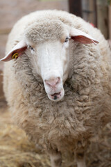 Naklejka premium Portrait of a white sheep looking curiously at the camera. The head can be seen between a lot of wool. The picture is in portrait format.