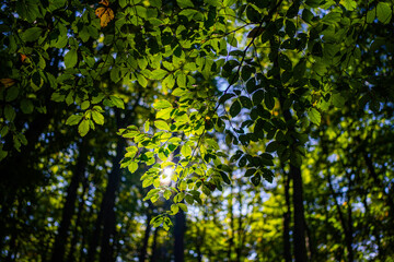 Blur natural green leaves bokeh background. Green bokeh on nature abstract blur background. Blur greenery. Blurred green leaf nature background. Leaves on blurred green background for banner, poster.