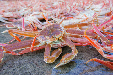 바닷가 어판장의 대게