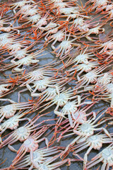 바닷가 어판장의 대게