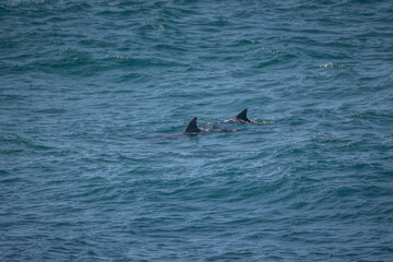 Fototapeta premium Dolphin fins belonging most likely to Indo-Pacific bottlenose dolphins, cut the surface in an almost shark like display in the Pacific Ocean at Hastings Point in Northern New South Wales, Australia.