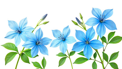 Obraz premium Delicate Blue Forget-Me-Not Flowers