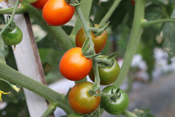 Rows of tomato plants thriving under the sunlight.