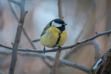 Little Titmouse sitting on a branch.