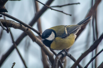 Little Titmouse sitting on a branch.