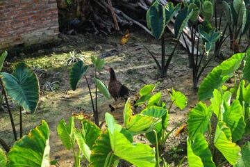 Portrait of a free-range chicken or Gallus varius and its chicks running around.