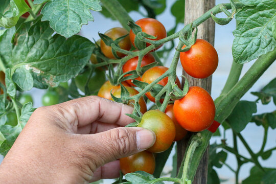  A hand gently touches a ripe red tomato amidst lush green leaves.
