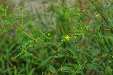 Ludwigia decurrens or willow primrose plant growing in wet habitat, close up view.