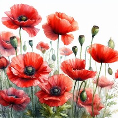 Obraz premium Watercolor poppies. Memorial day