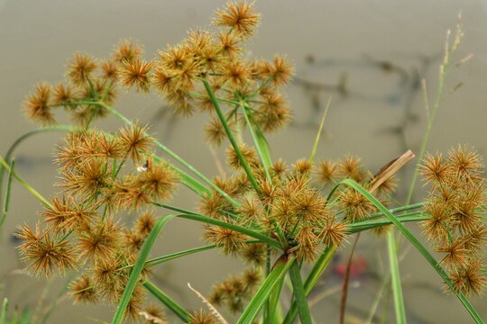 Cyperus esculentus plant seed head close up view.