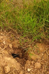 Rat holes are made in the ground in a field.